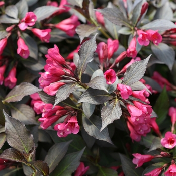 Weigela florida 'Spilled Wine' - Weigela