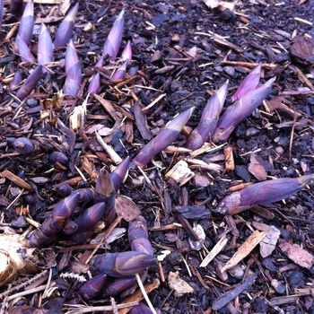 Baptisia x variicolor Twilite Prairieblues™ - False Indigo