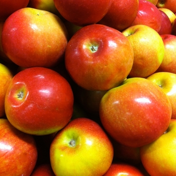 Malus domestica 'McIntosh' - 'McIntosh' Apple 