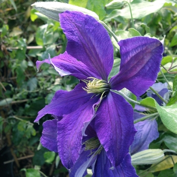 Clematis 'Rhapsody' - Clematis