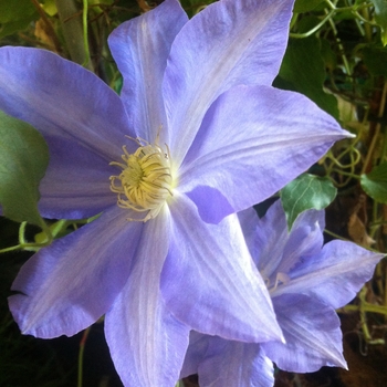 Clematis 'H.F. Young' - Clematis