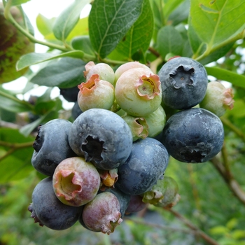 Blueberry 'Northland' - Blueberry