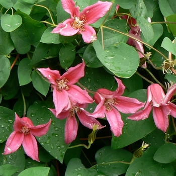 Clematis texensis 'Princess Diana' - Clematis