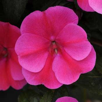 Impatiens hawkeri Bounce™ Pink Flame - Impatiens