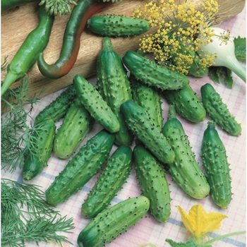 Cucumis sativus ‘Parisian Gherkin’ - Cucumber