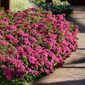 Dianthus interspecific 'Jolt Pink' - Dianthus