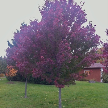 Acer rubrum 'Brandywine' - 'Brandywine' Red Maple