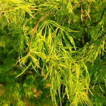 Acer palmatum dissectum 'Viridis' - Japanese Weeping Green Maple