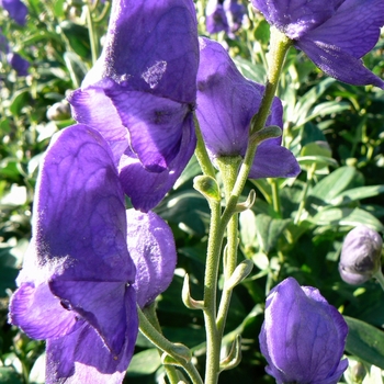 Aconitum carmichaelii 'Arendsii' - Monkshood