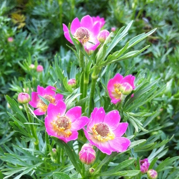 Anemone multifida 'Rubra' - Windflower