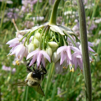 Allium cernuum - Nodding Onion