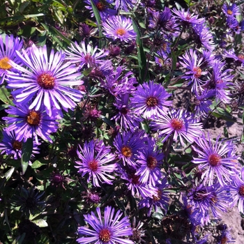 Aster novae-angliae - Aster, New England 