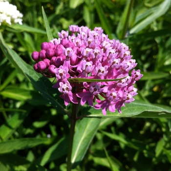 Asclepias incarnata - Swamp Milkweed