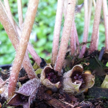 Asarum europaeum - European Ginger