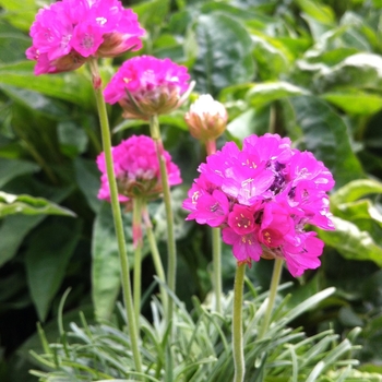 Armeria maritima 'Splendens' - Sea Thrift