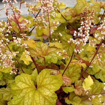 Heuchera 'Champagne' - Coral Bells