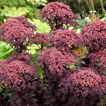 Sedum telephium 'Dark Magic' - Stonecrop