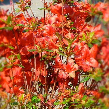 Rhododendron hybrid - 'Stewartstonian' Azalea