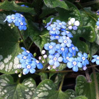 Brunnera macrophylla 'Emerald Mist' - Siberian Bugloss