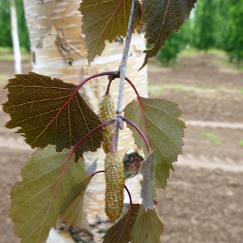 Betula 'Royal Frost' - Birch