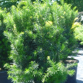 Taxus x media 'Hicksii' - Hick's Yew