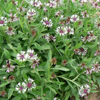 Centaurea montana 'Amethyst in Snow' - Perennial Bachelor's Button