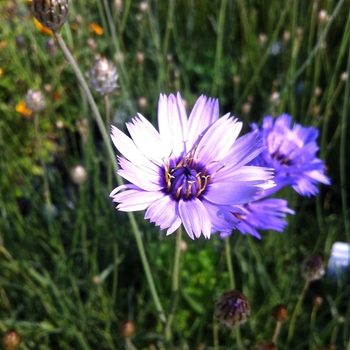 Catananche caerulea - Cupid's Dart