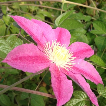 Clematis 'Abilene' - Clematis