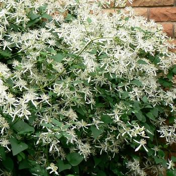 Clematis paniculata - Clematis