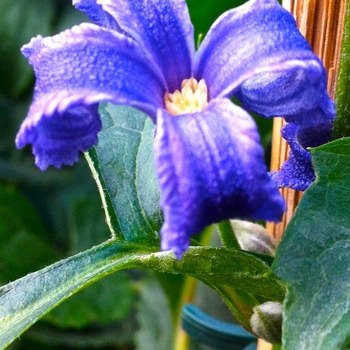 Clematis heracleifolia 'China Purple' - Clematis