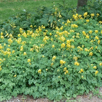 Corydalis lutea - Fumitory