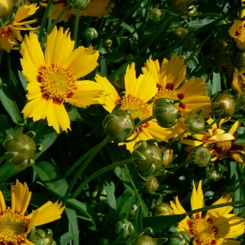 Coreopsis 'Baby Sun' - Tickseed