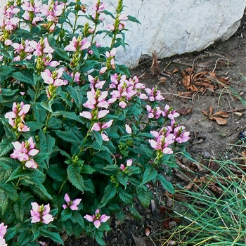 Chelone lyonii 'Hot Lips' - Turtlehead