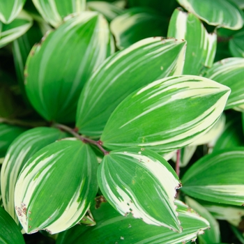 Polygonatum odoratum var. pluriflorum 'Variegatum' - Soloman's Seal