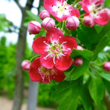 Crataegus laevigata 'Crimson Cloud' - Crimson Cloud Hawthorn