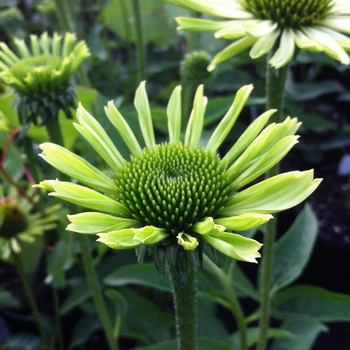 Echinacea 'Green Jewel' - Coneflower