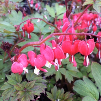 Dicentra spectabilis 'Valentine' - Bleeding Heart