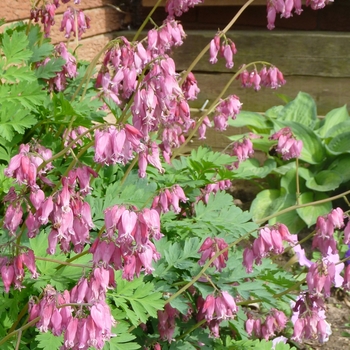 Dicentra formosa 'Luxuriant' - Bleeding Heart