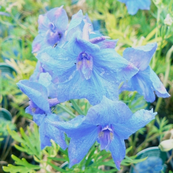 Delphinium grandiflorum 'Blue Butterfly' - Larkspur
