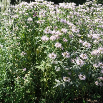 Monarda fistulosa - Bergamot, Wild