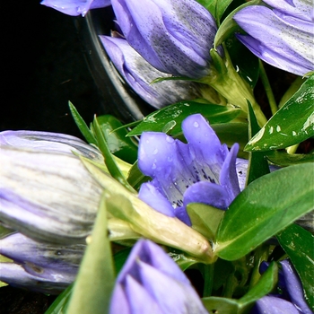 Gentiana 'True Blue' - Gentian
