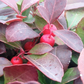 Gaultheria procumbens - Wintergreen