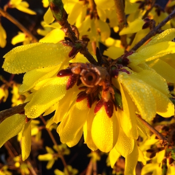 Forsythia ovata 'Northern Gold' - Forsythia