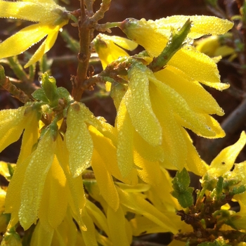 Forsythia x intermedia 'Courtasol' - Gold Tide™ Forsythia