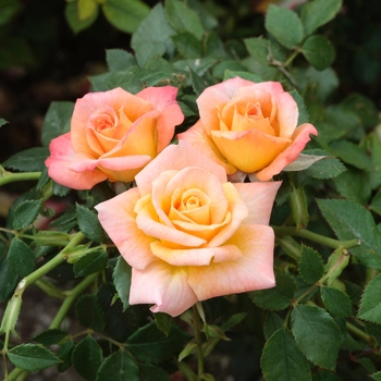 Miniature Rose - Cutie Pie Rose