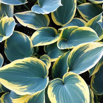 Hosta hybrid 'First Frost' - Plantain Lily