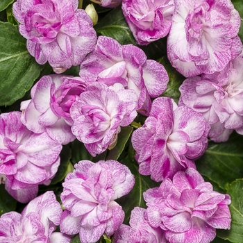 Impatiens walleriana (Double Impatiens) - Rockapulco® 'Wisteria'