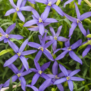 Isotoma axillaris 'Beth's Blue®' - Beth's Blue® Star Flower