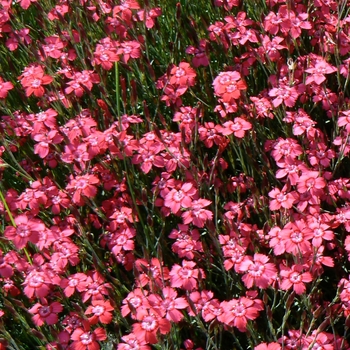 Dianthus deltoides 'Brilliant' - Border Carnation