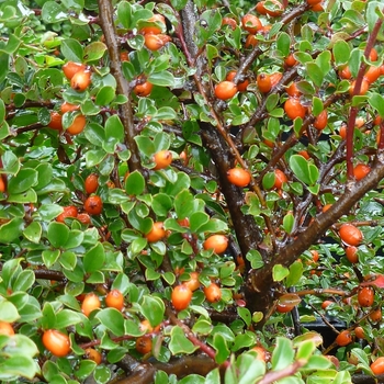 Cotoneaster horizontalis 'Perpusillus' - Rock Spray Cotoneaster